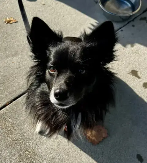 Snoopy *Adopt Or Foster*