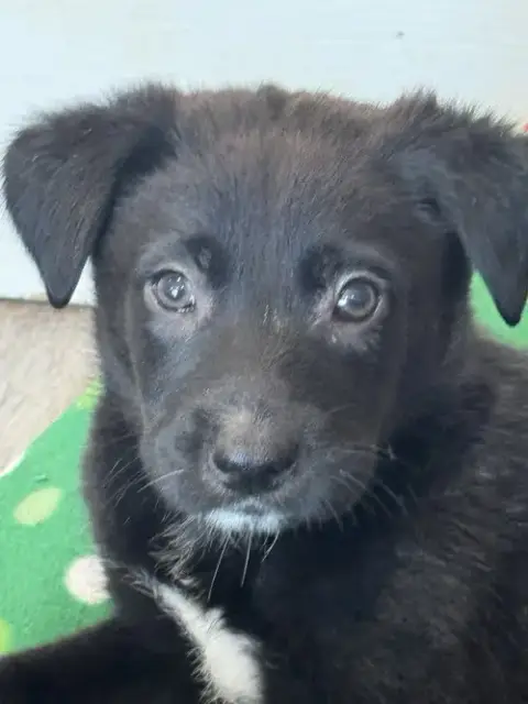 Rosie'S Puppy River photo 2