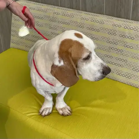 Archie photo 3