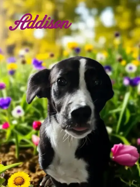 Addison photo 4
