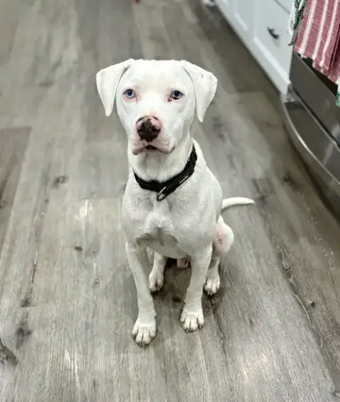 Wyatt The White Knight photo 3