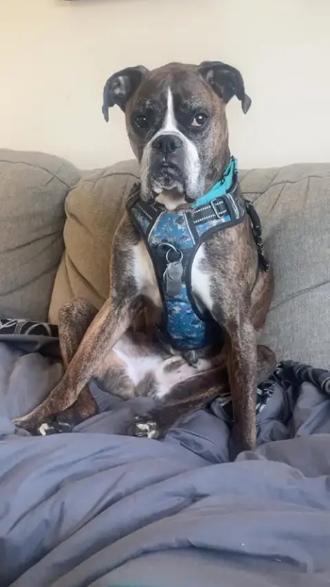 Buddy