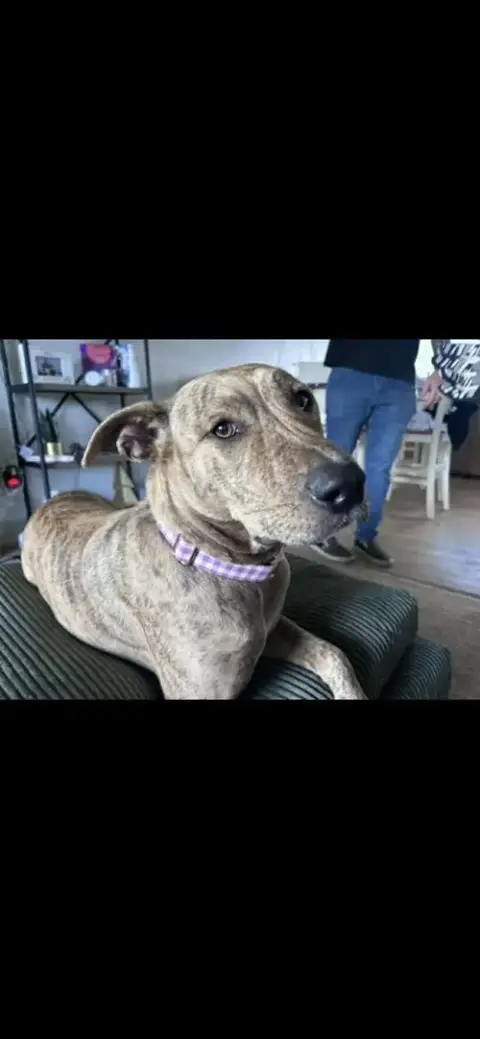 Lorelai photo 3