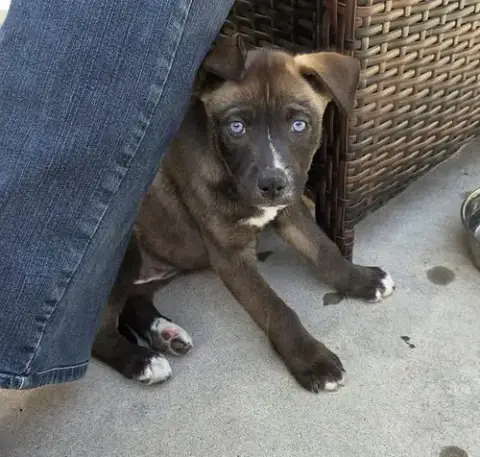 Marilynn'S Puppy Midge