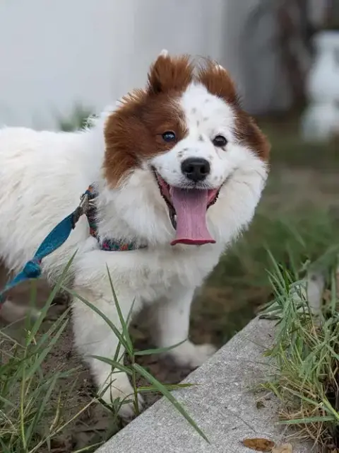 Chow Boy photo 3