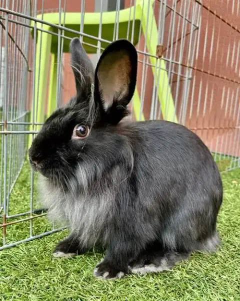 Yogi