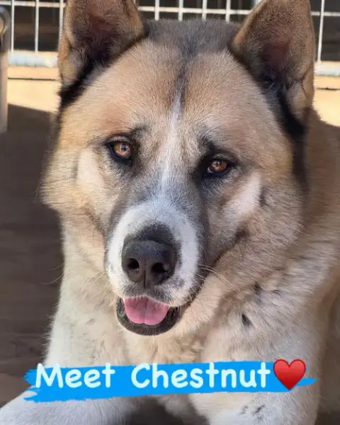 Chestnut