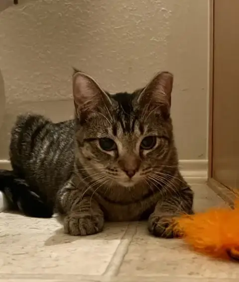 Gigi