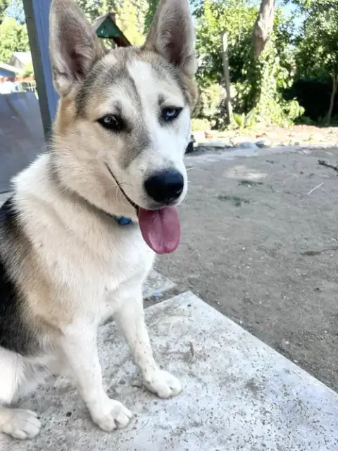 Bandit photo 4