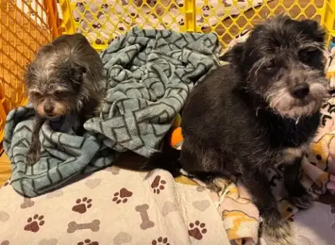 Fluffy And Raven photo 2