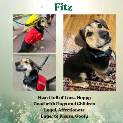 Fitz