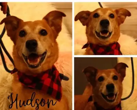 Hudson photo 4