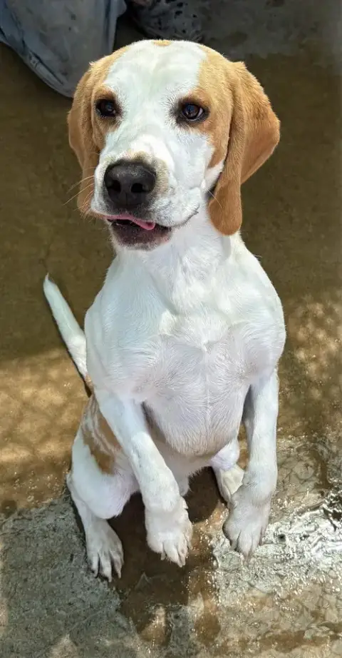 Charlie=Adopted 3/25/26