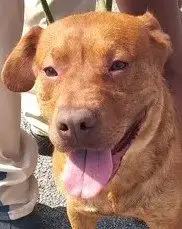 Otto