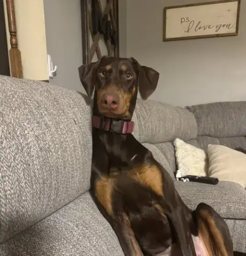 Heidi