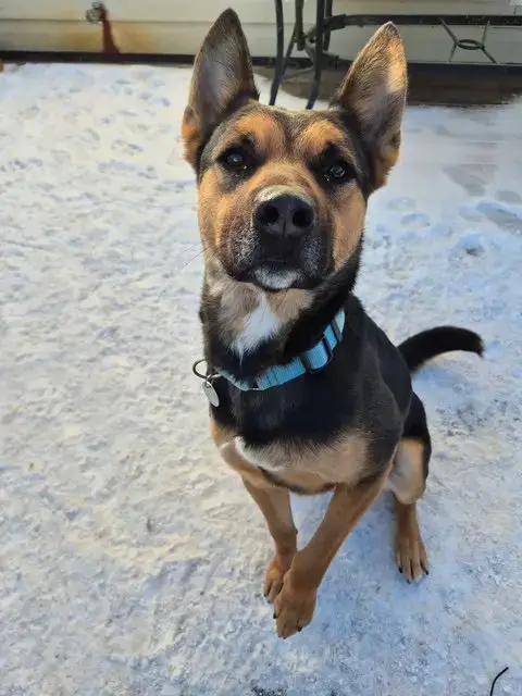Frankie