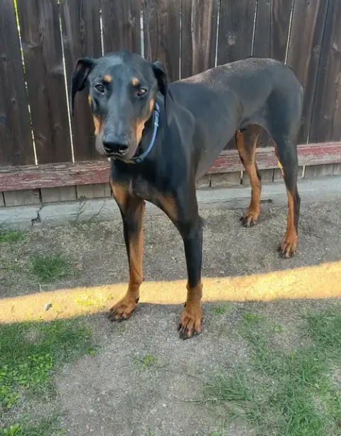 Zeke photo 2