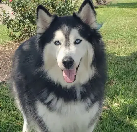 Charles #Husky-Poster-Dog photo 3
