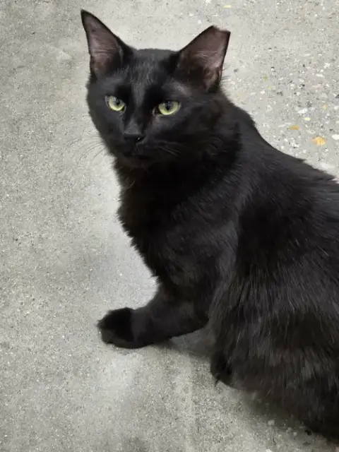 Robert Feline photo 2