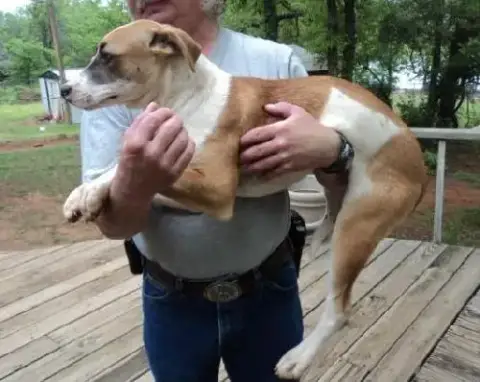 Bandit photo 3