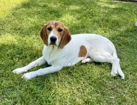 Dottie photo 4
