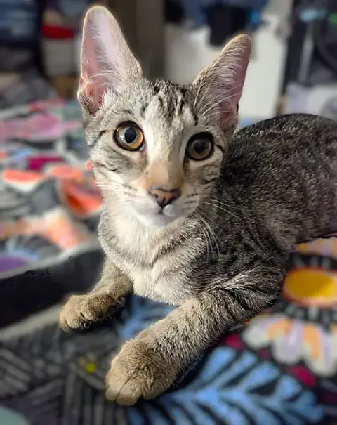 Nico