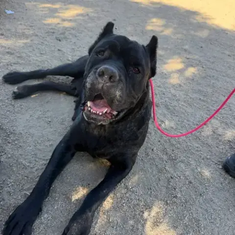 Lulu