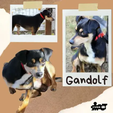 Gandolf