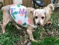 Teddy photo 3
