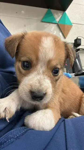 Siggy