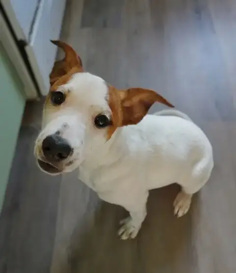 Maisie photo 3