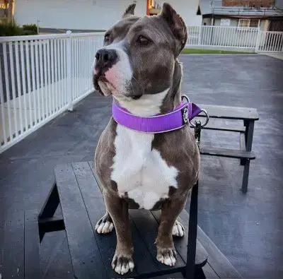 Zsa Zsa photo 3