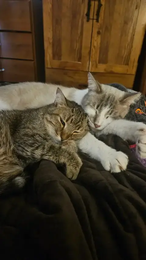 Perpugilliam photo 2