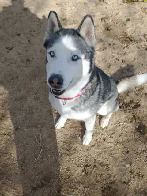 Niko photo 2