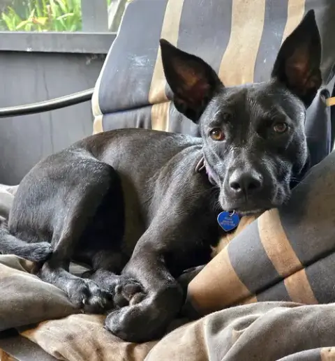 Elphie