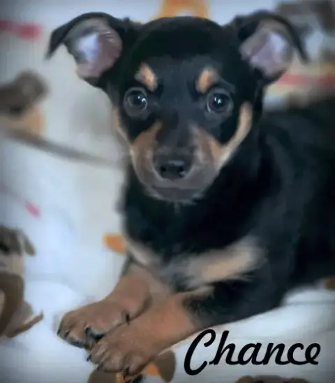 Chance