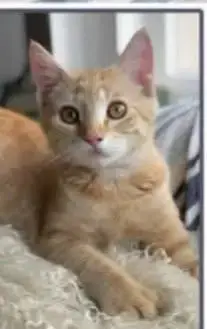 Butternut photo 4