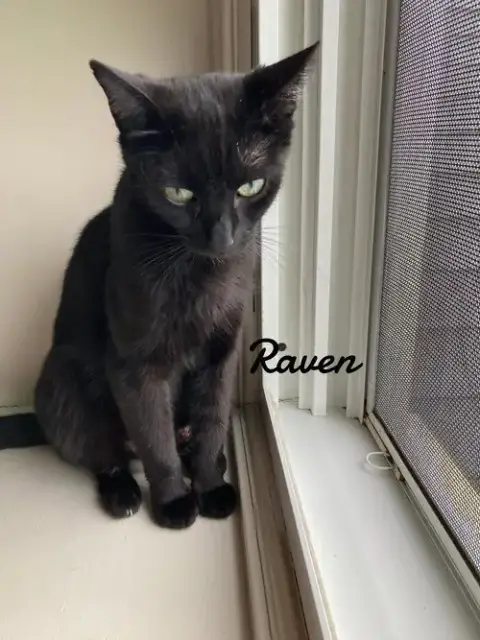Raven photo 2