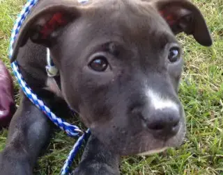 Rosie photo 3