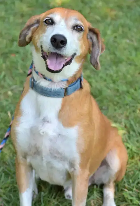 Pongo Beaufort photo 4