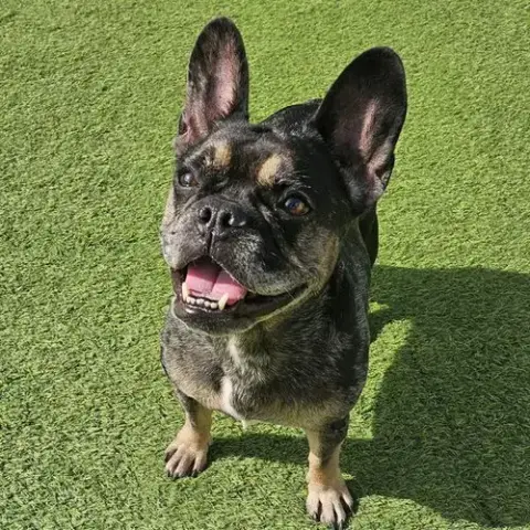 Greta