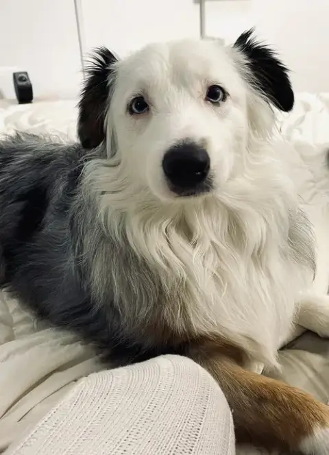 Malachai -Mini Aussie “Sexy Fluffernutter” photo 3