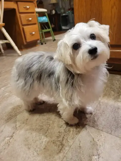 Rosie photo 4