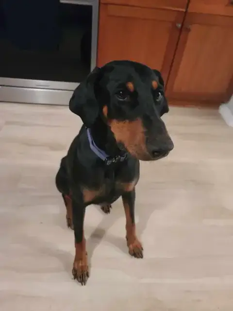 Deedee