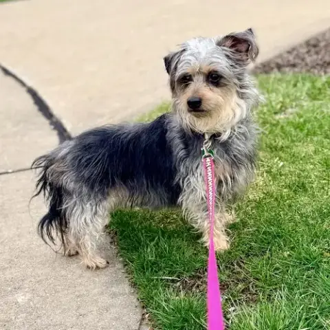 Suki photo 4