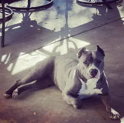 Zsa Zsa photo 4