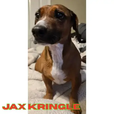 Jax Kringle photo 3