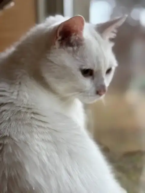 Buddy" photo 3
