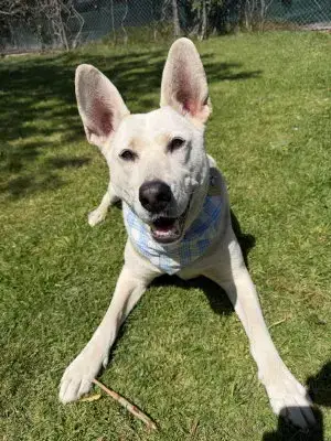 Ruger photo 3