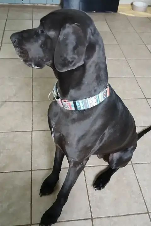 Gracie photo 3